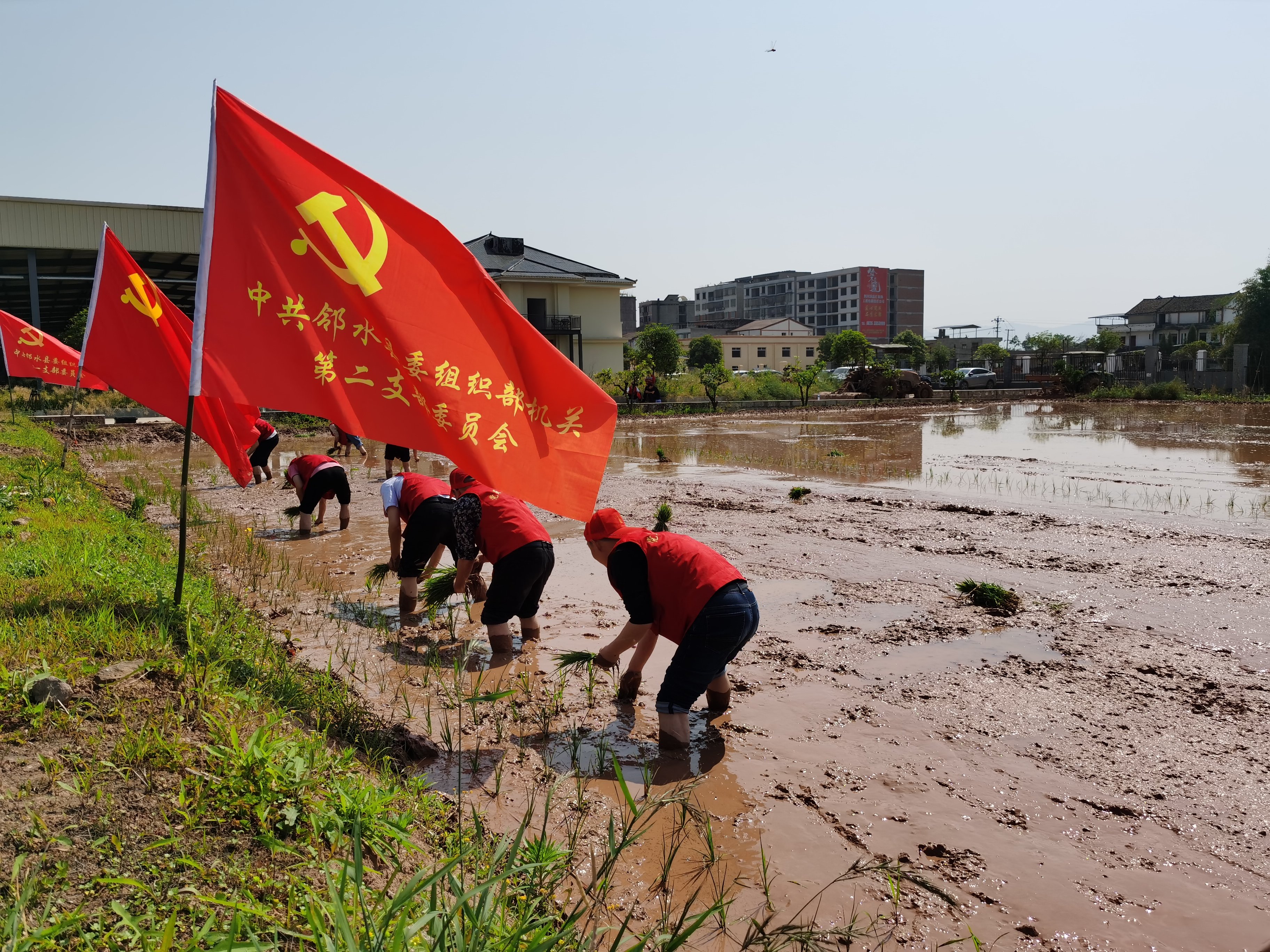 党员干部插秧活动一角.jpg