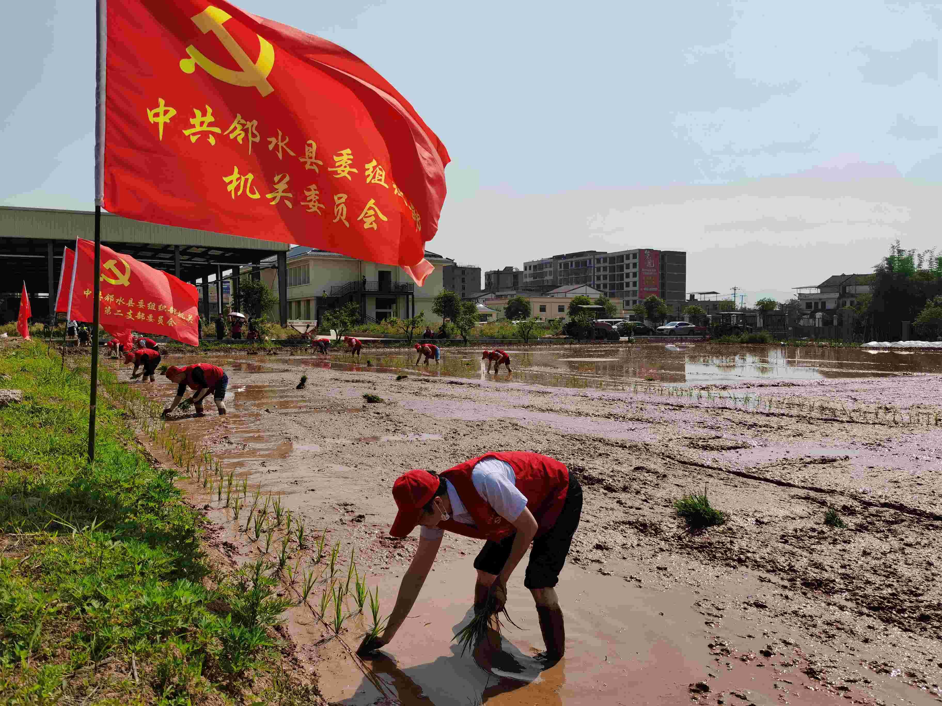 党员干部插秧活动一角2.jpg